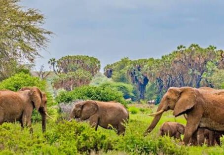 5 days Aberdares / Samburu / Meru Jeep / Flight (4 nights)