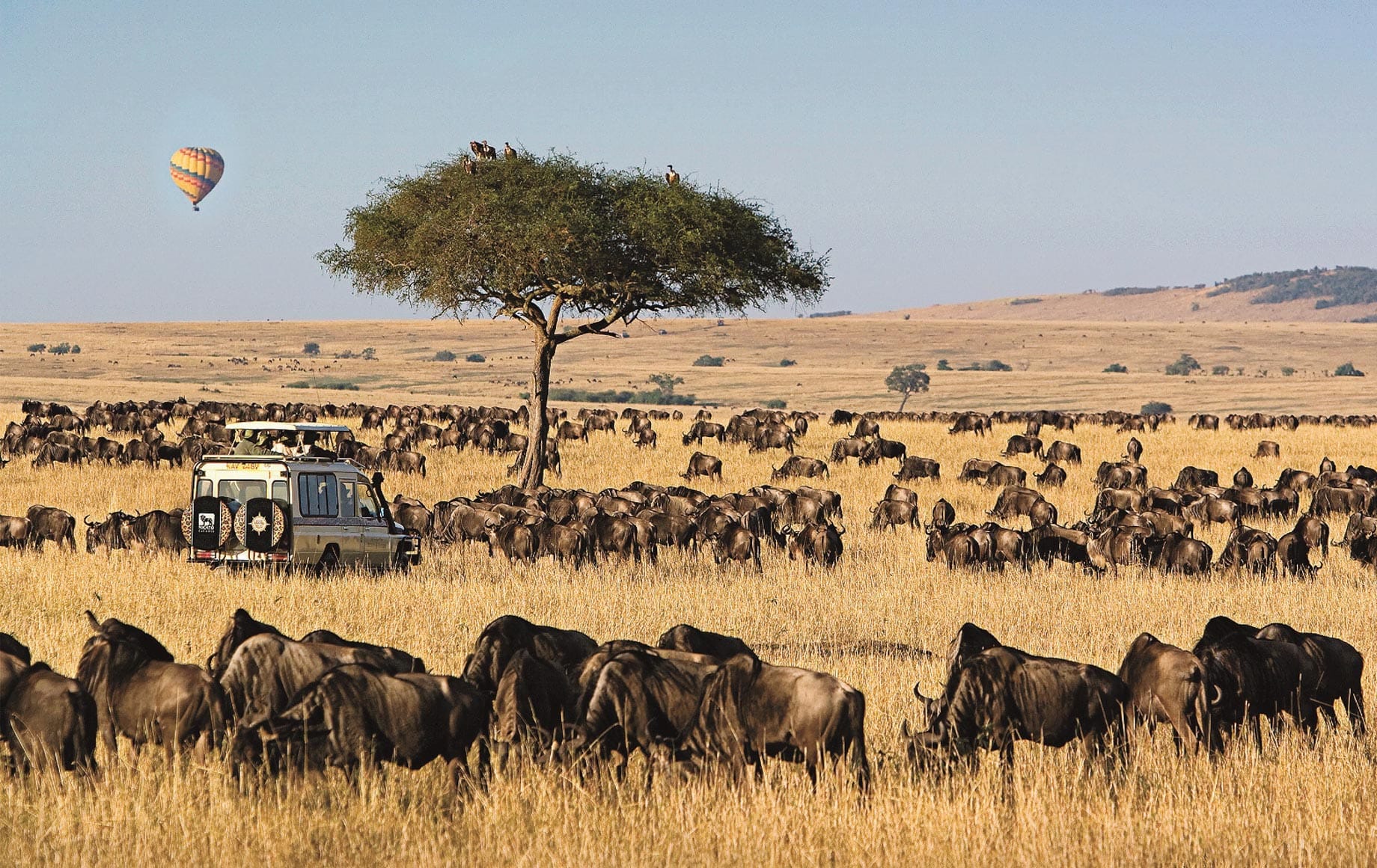 maasai-mara-8