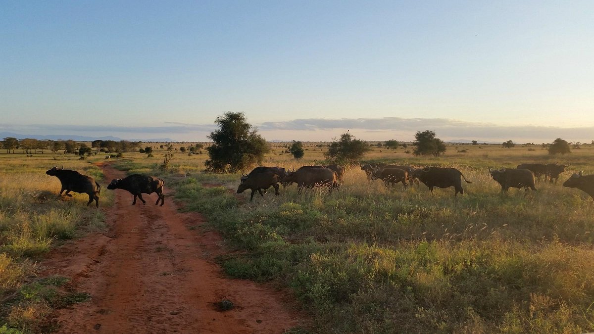 marco-polo-safaris-day (1)