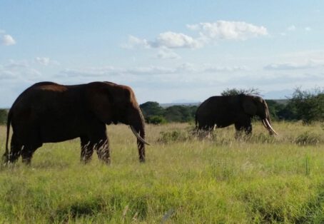 5 days Aberdares / Samburu / Meru Jeep / Flight (4 nights)