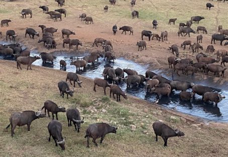 5 days Aberdares / Samburu / Meru Jeep / Flight (4 nights)