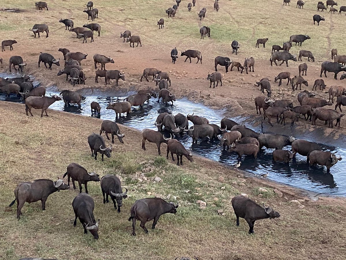 saltlick-lodge-waterhole