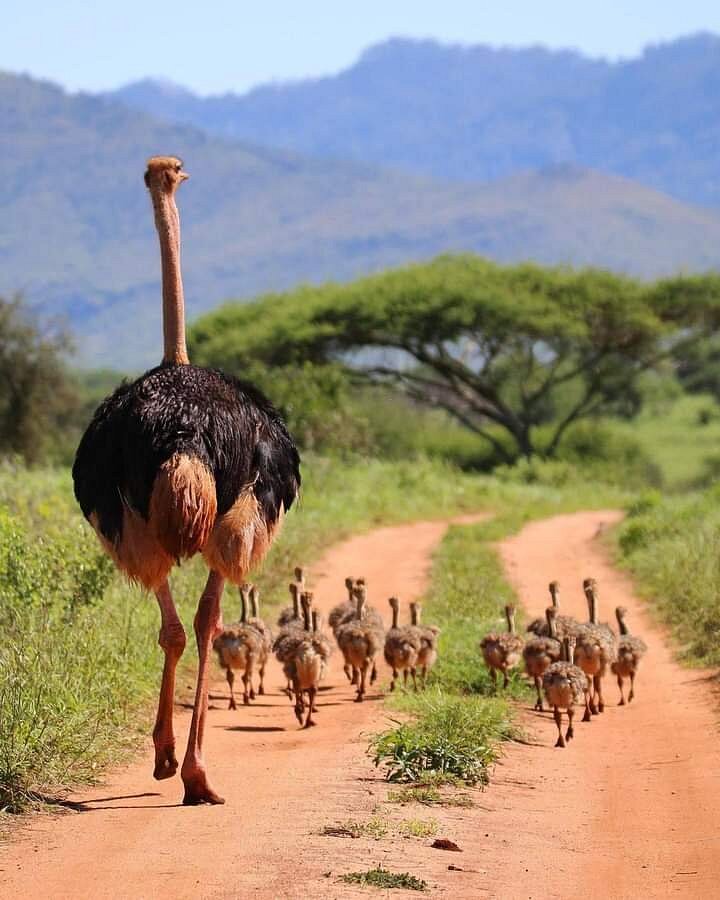 tsavo-east-national-park