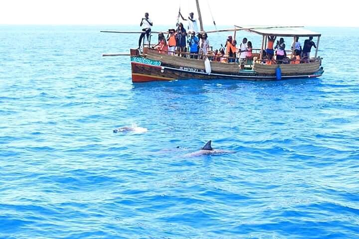 wasini-island-dolphin